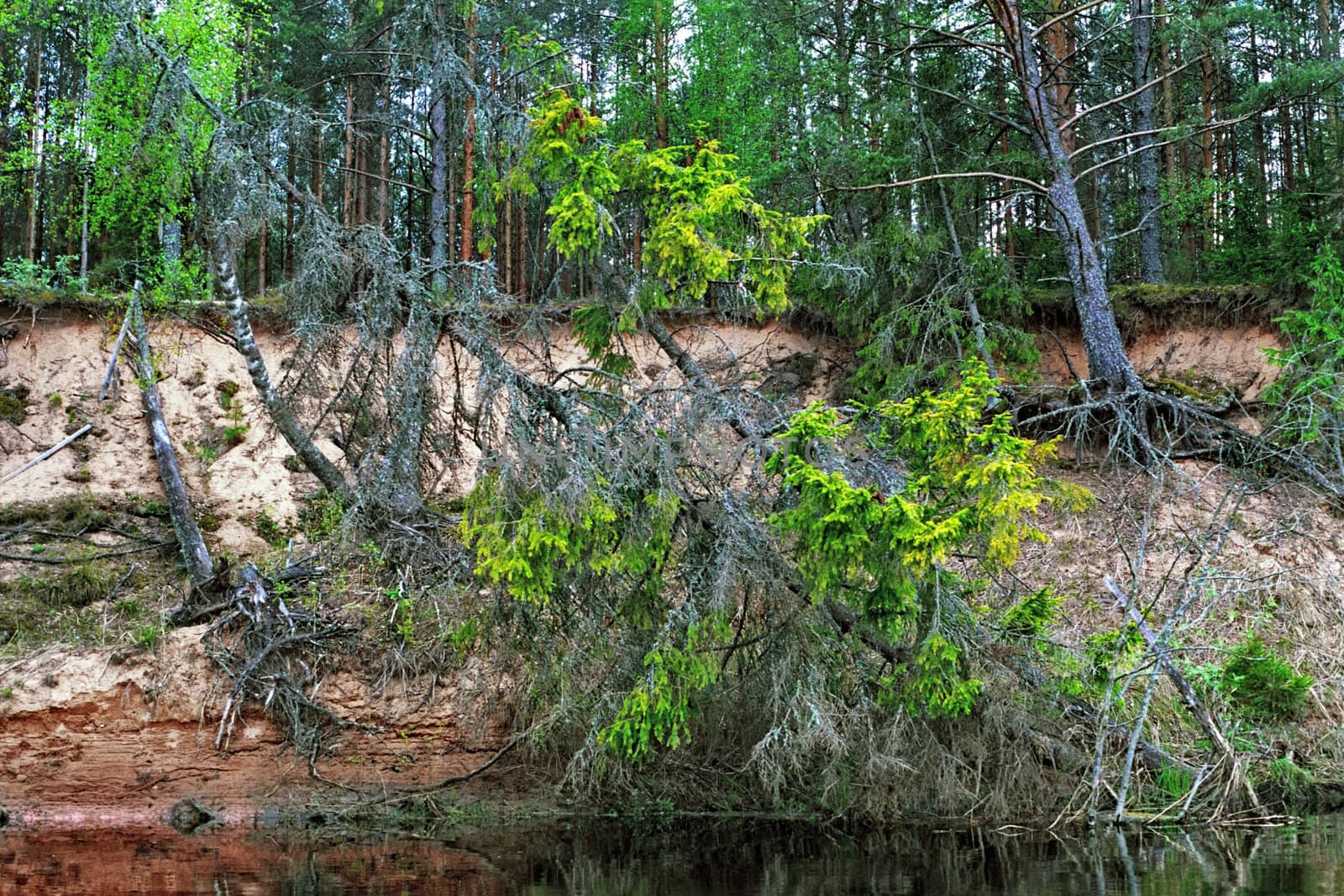 Wild sandy steep coast of the river with the fallen fur-trees