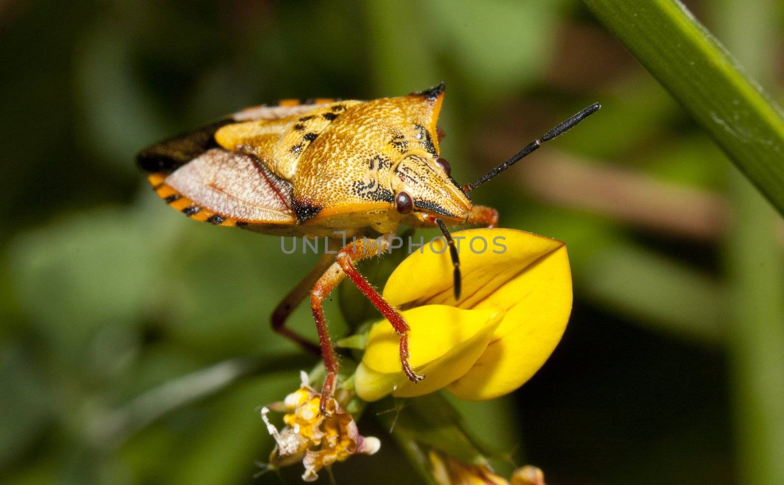 carpocoris mediterraneus by membio