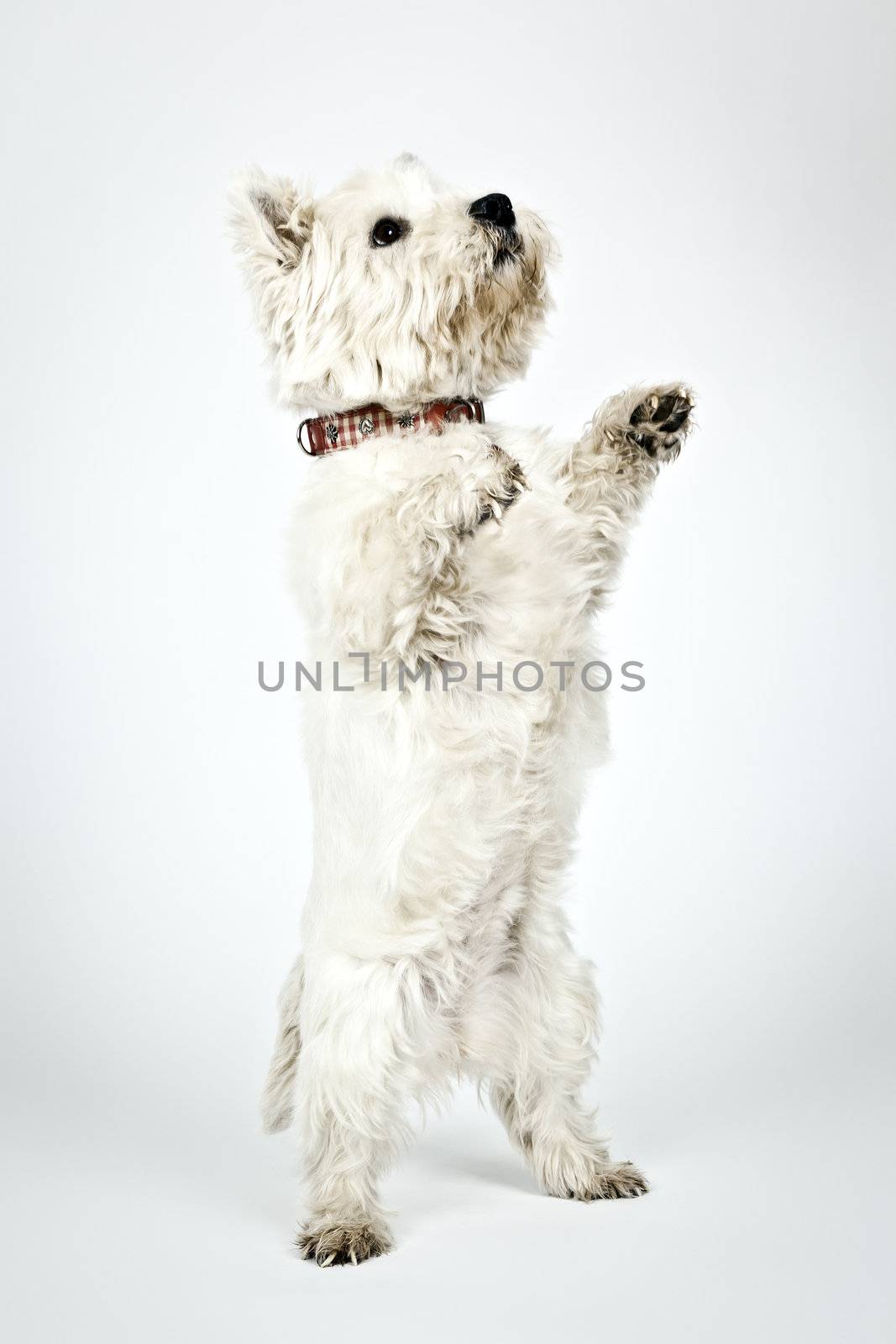 white Terrier by magann