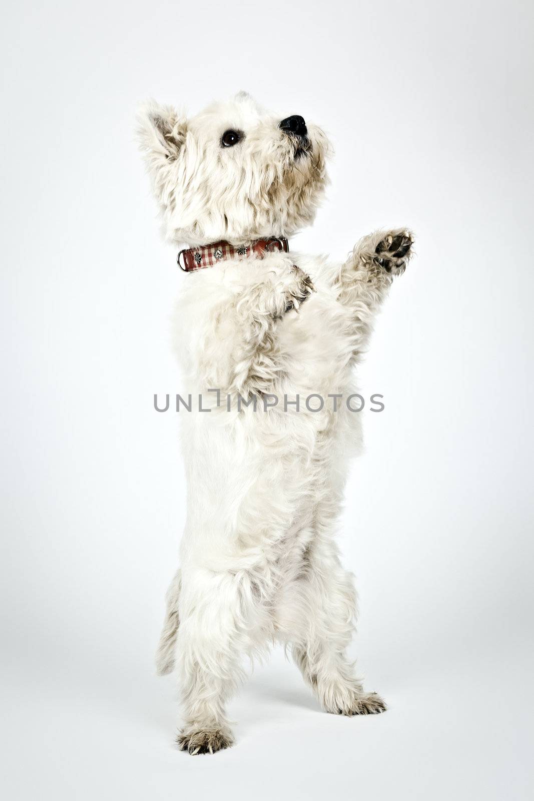 An image of a nice white Terrier