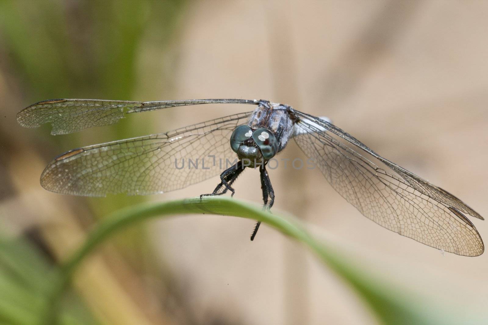 Close up view of a keeled skimmer dragonfly sitting on a leaf.