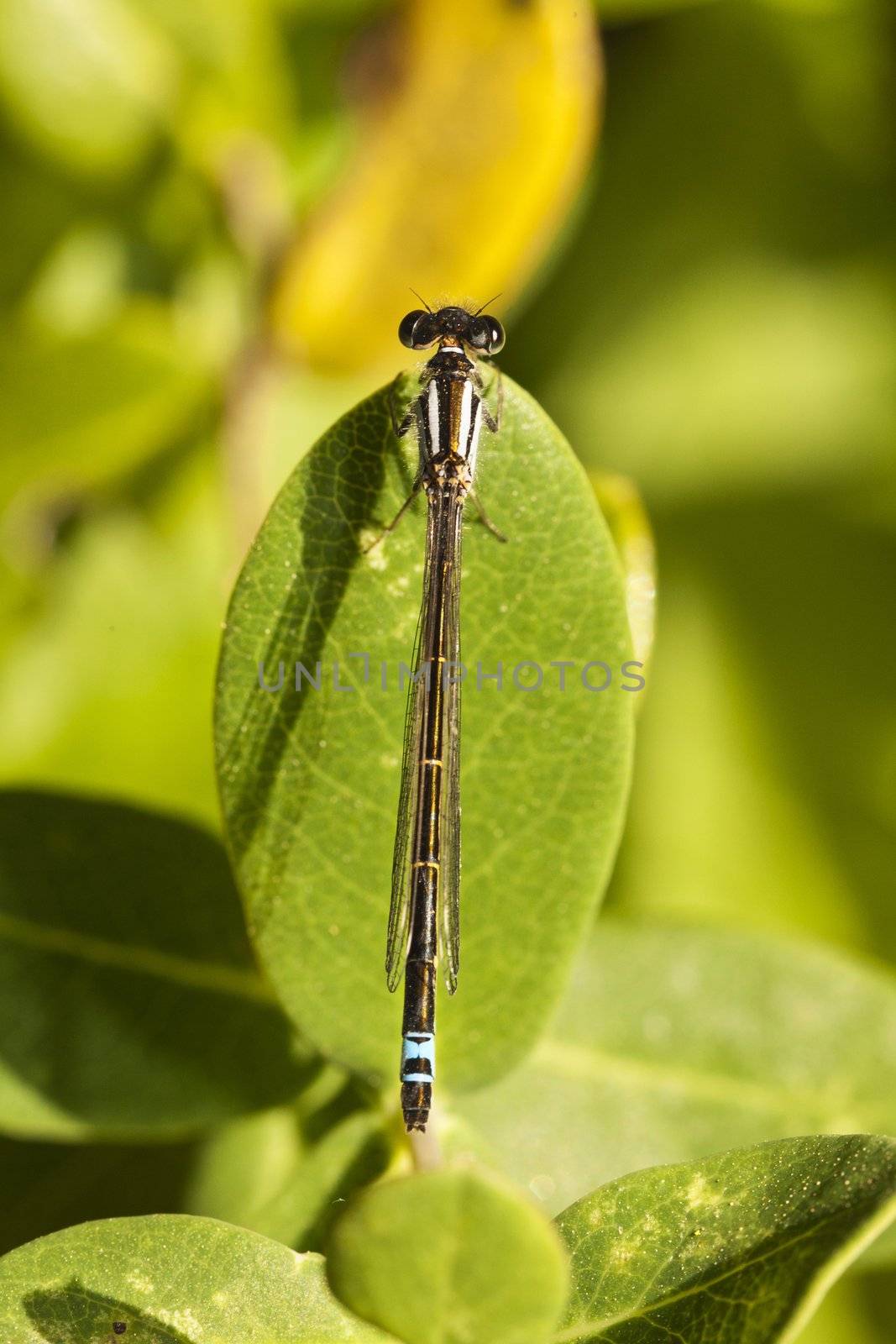 Close up view of a beautiful Damselfly insect hanging on a plant.