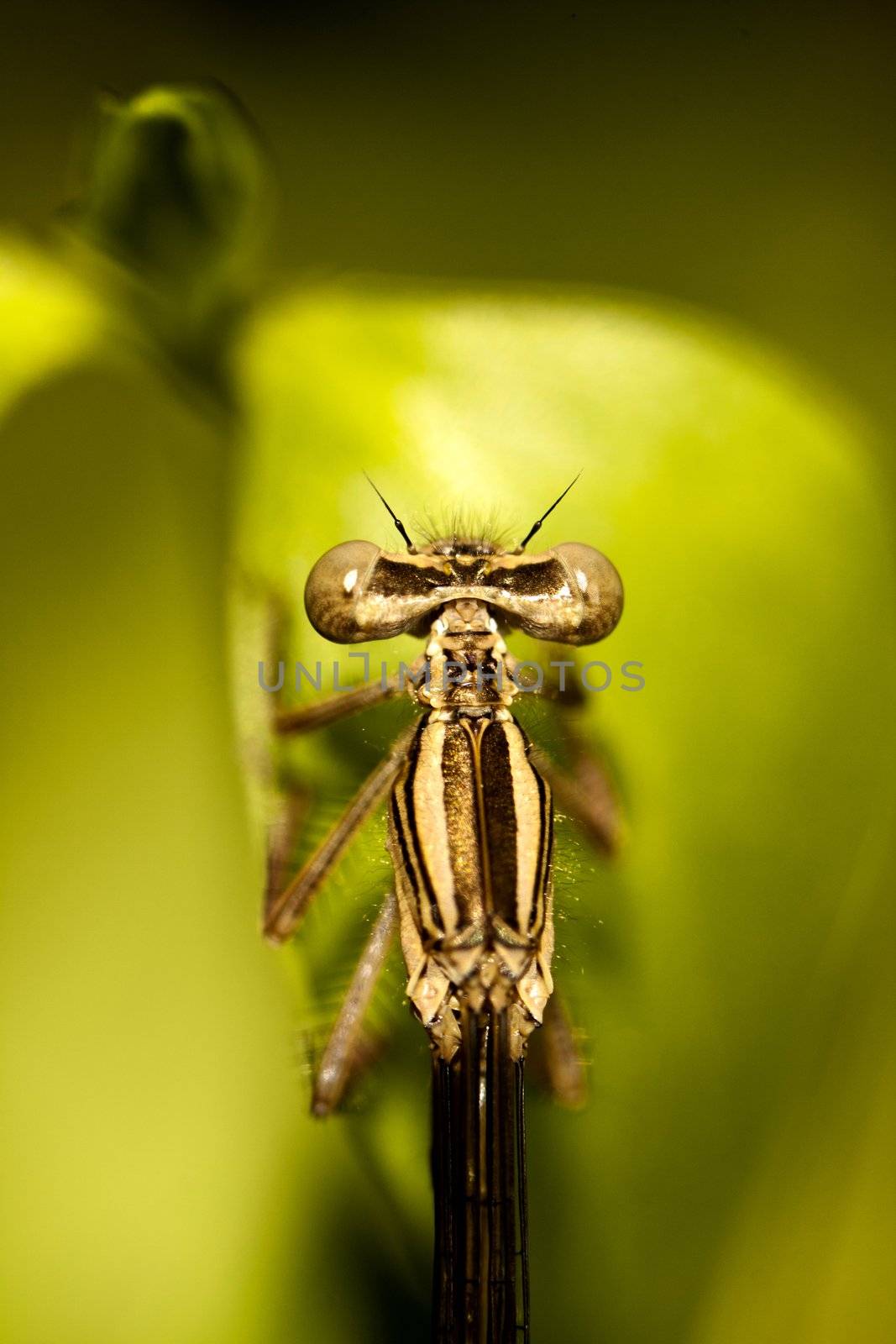 Close up view of a beautiful Damselfly insect hanging on a plant.