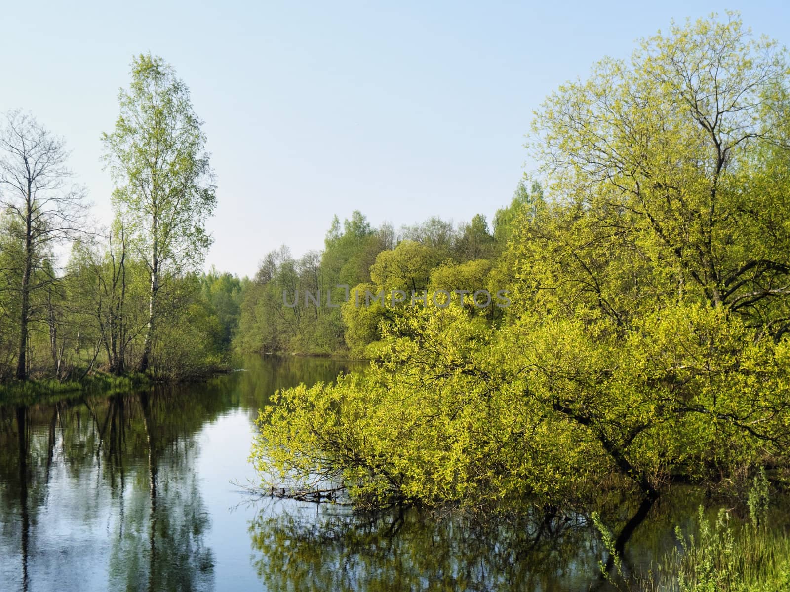 The spring river with  new leaves on trees
