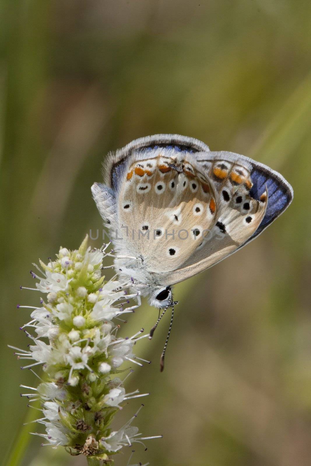 Close up view of a common blue butterfly picking up nectar from a flower.