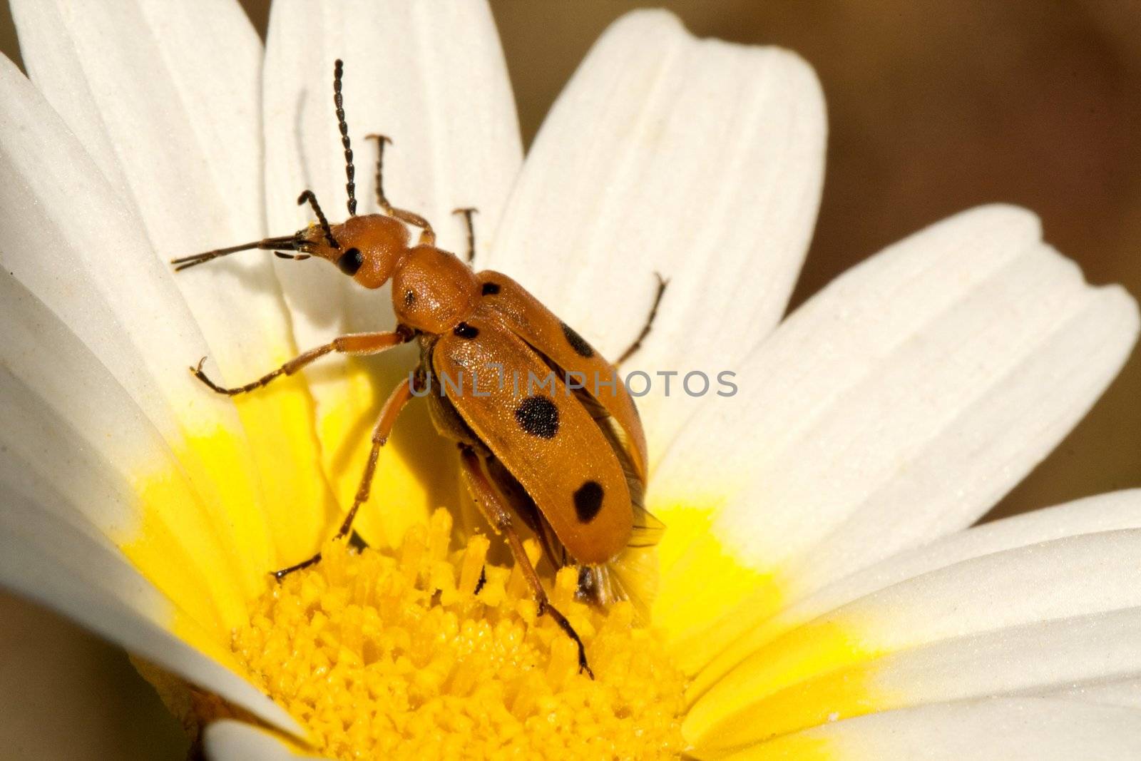 Close up view of a bright orange beetle bug (Leptopalpus rostratus) on a flower.