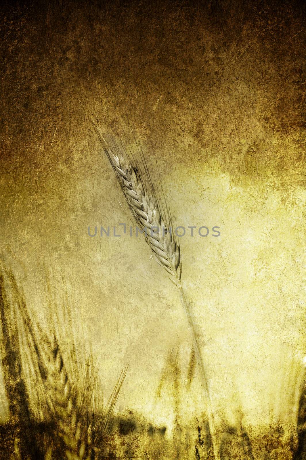 A grunge and yellow field of grain