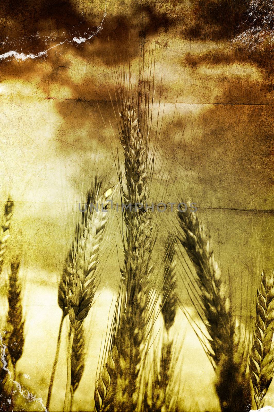 A grunge and yellow field of grain