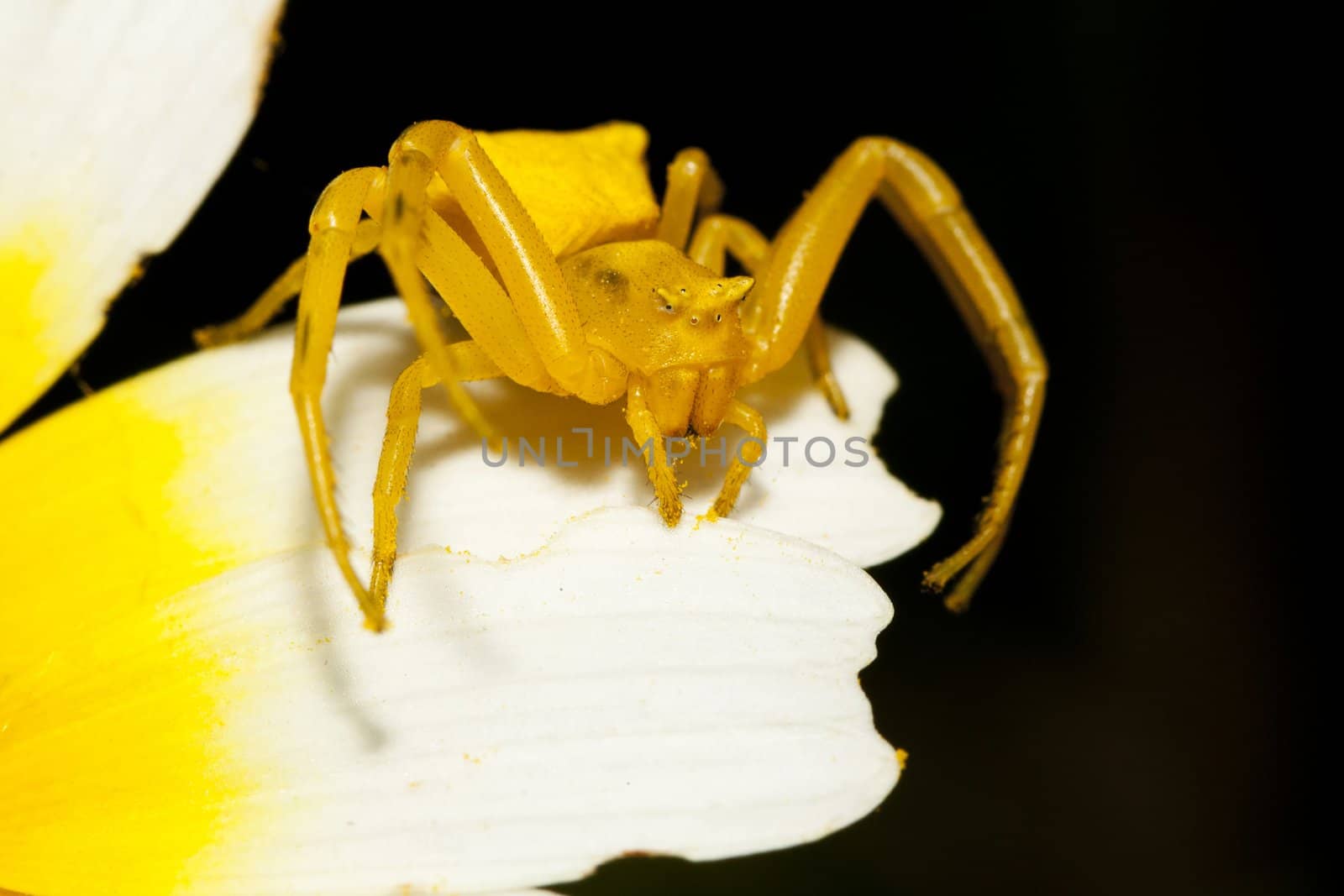 Close up view of a Yellow crab spider (Thomisus onustus).