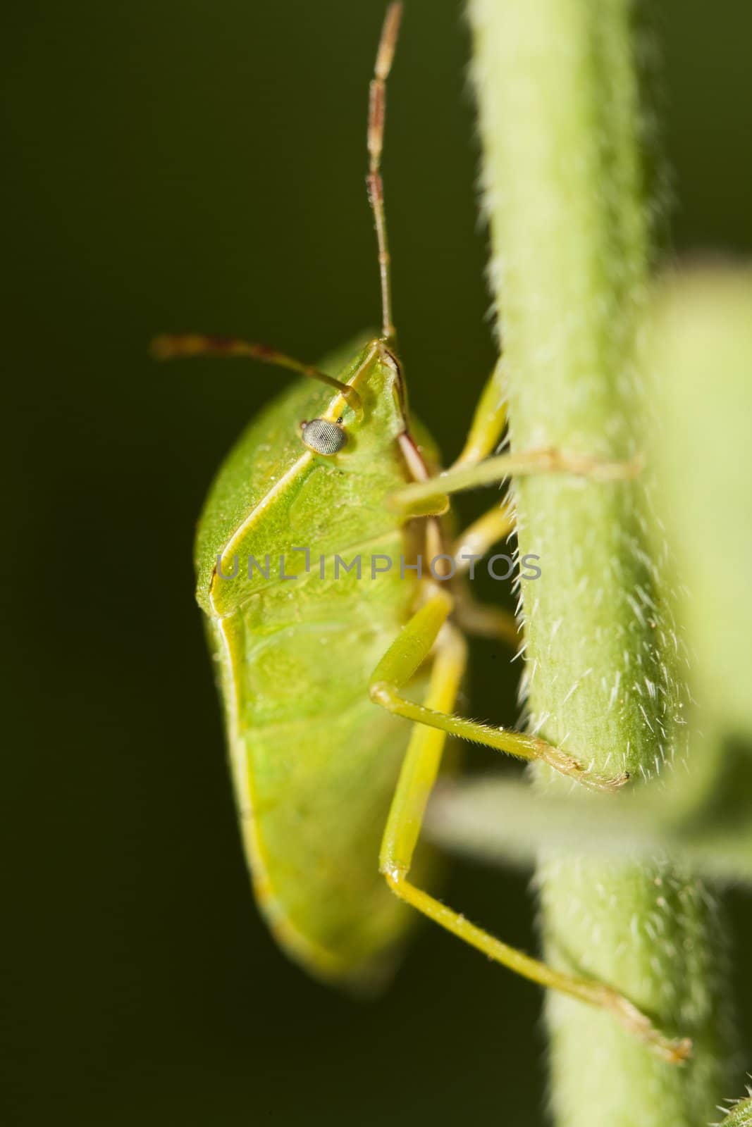 Close up view of a Southern Green Stinkbug (Nezara viridula).