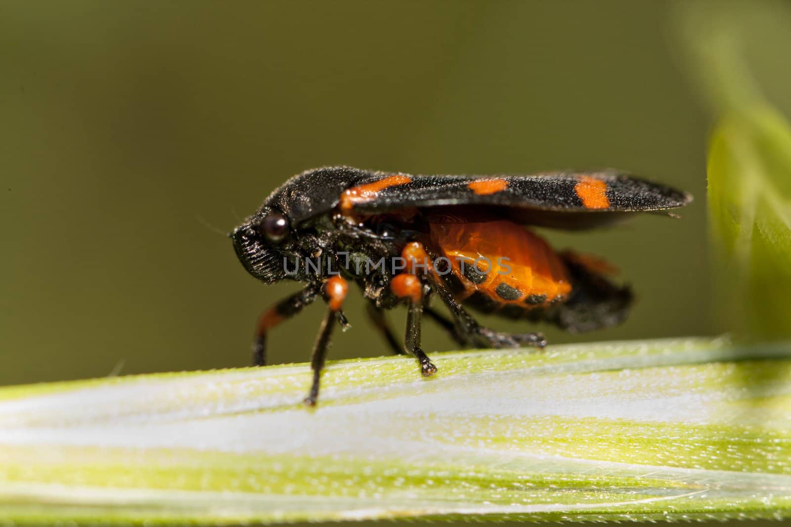 Close up view of a Cosmoscarta thalia bug.