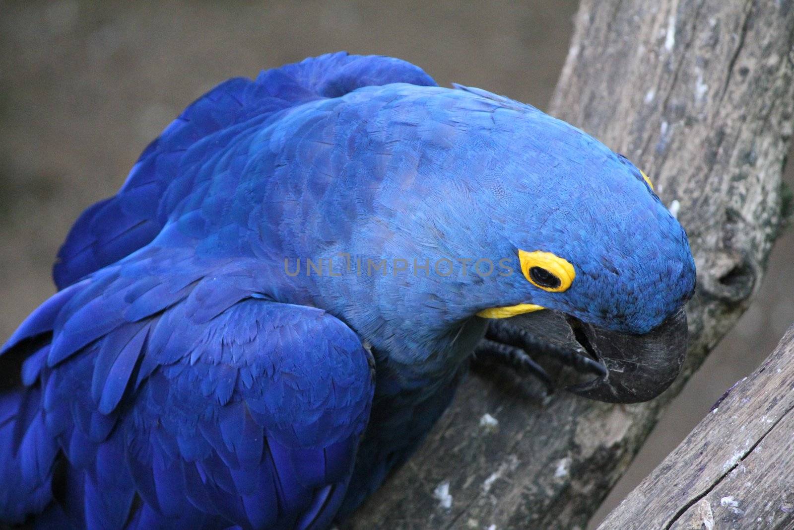 parrot blue and yellow