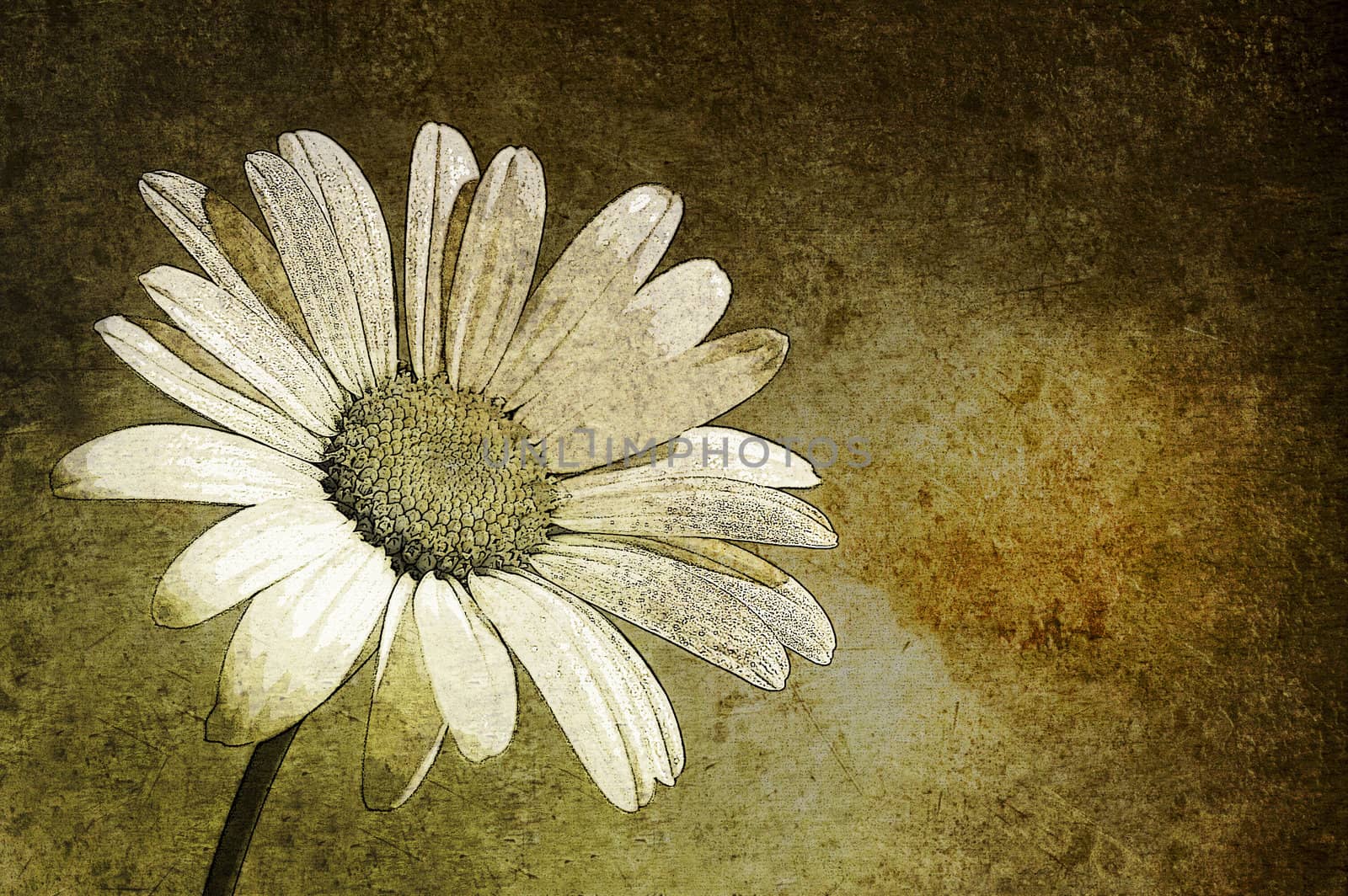 A white daisy in the sky aged