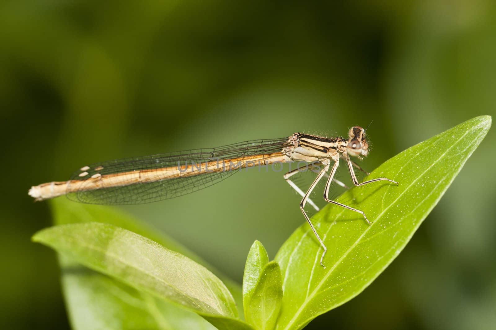 Close up view of a beautiful Damselfly insect on a plant.