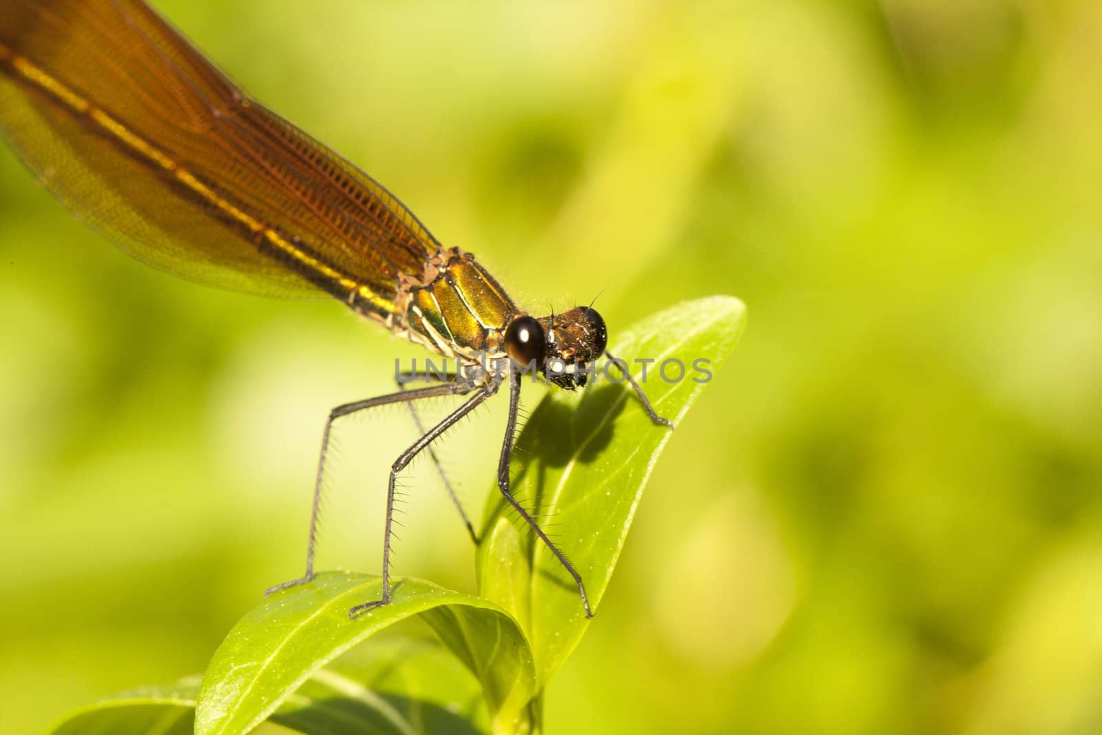 Close up view of a beautiful Copper Demoiselle insect on a plant.