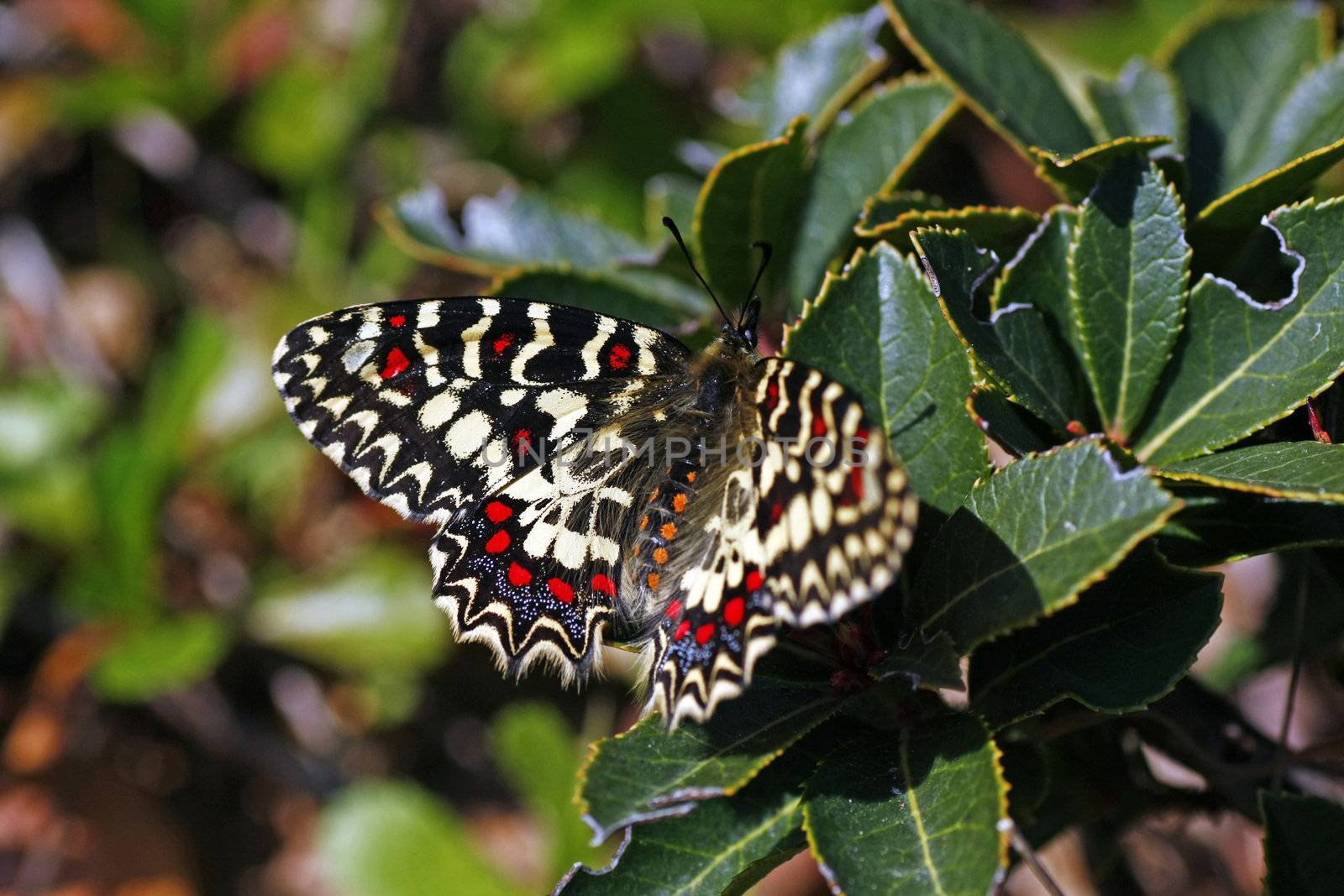 Southern Festoon Zerynthia polyxena butterfly landed on a plant.