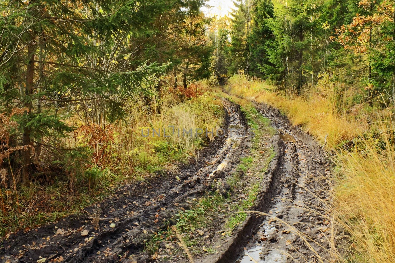 Autumn dirty forest road grassed
