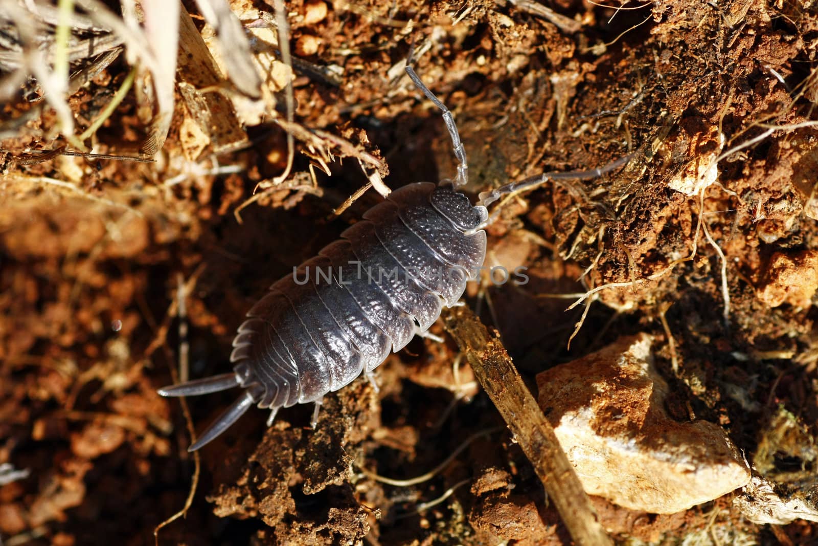 Close up view of a woodlice bug walking on the dirt.