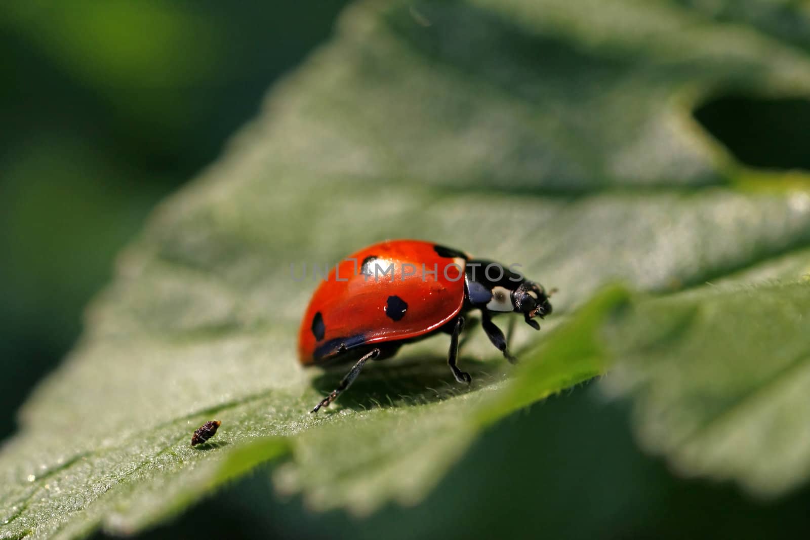 Ladybug on the leaf by membio