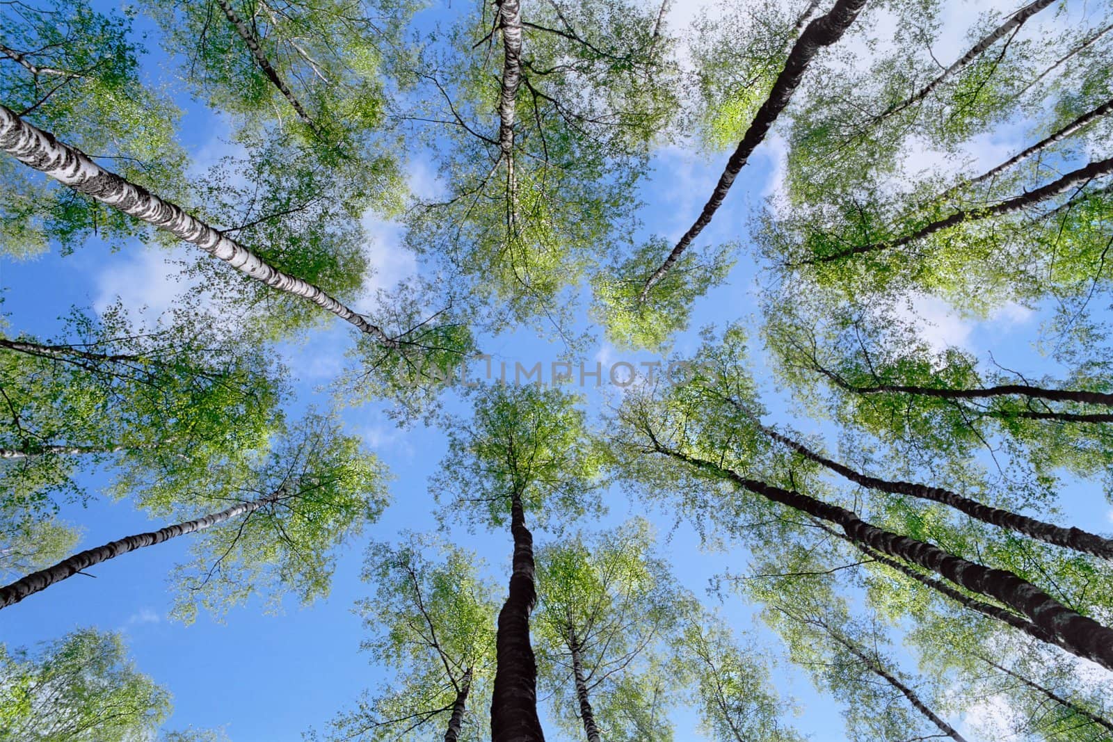 spring birches with new green leaves on sky background