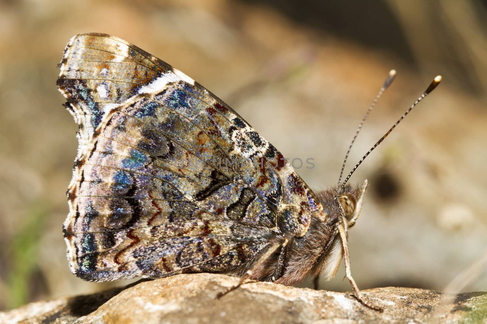 Close up view of the beautiful Painted Lady (Vanessa cardui) butterfly insect.