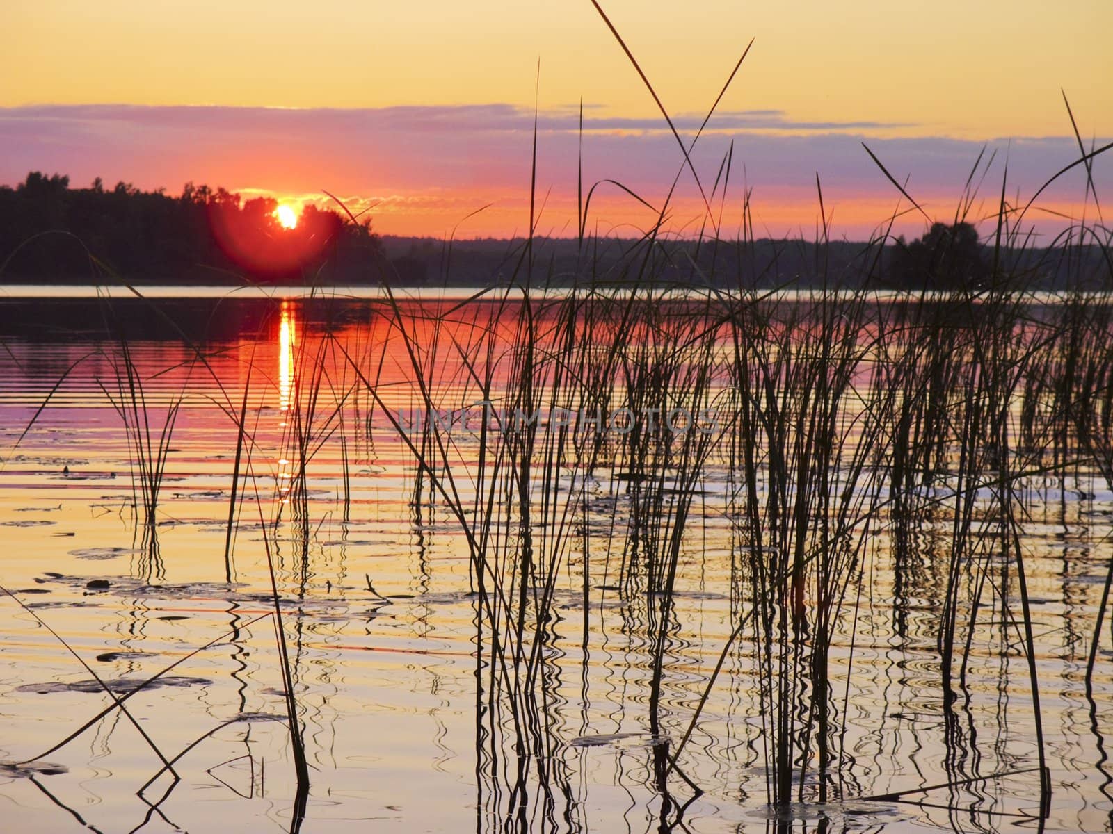 Pink sunset on cane summer lake