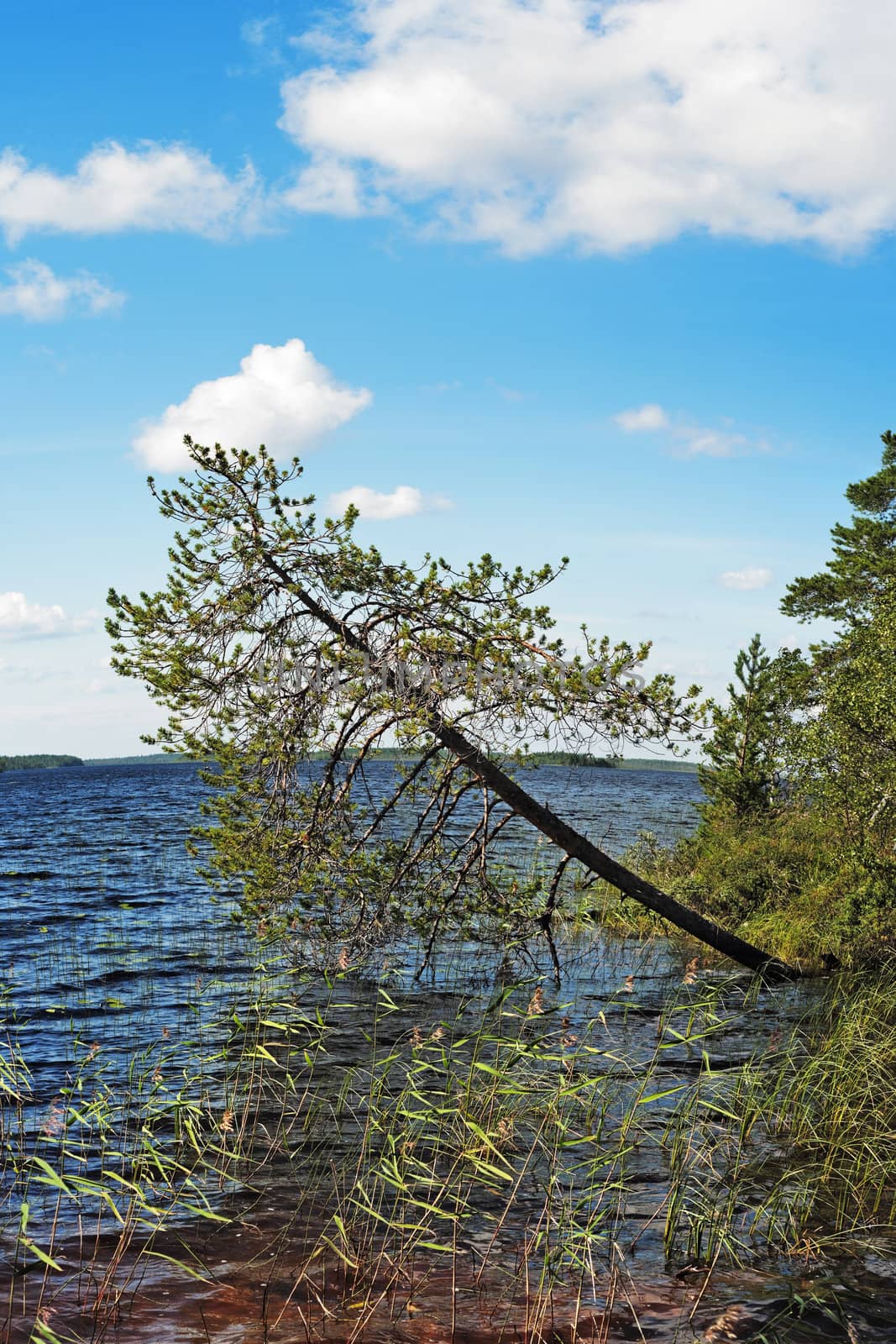 Pine inclined over lake water