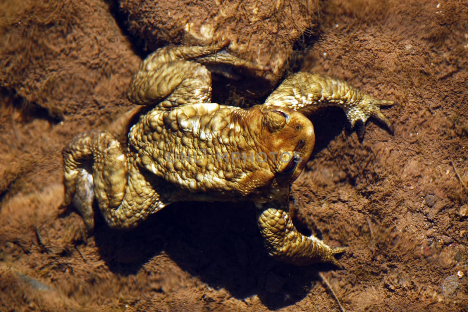 Top view of a large toad on the bottom of the river.