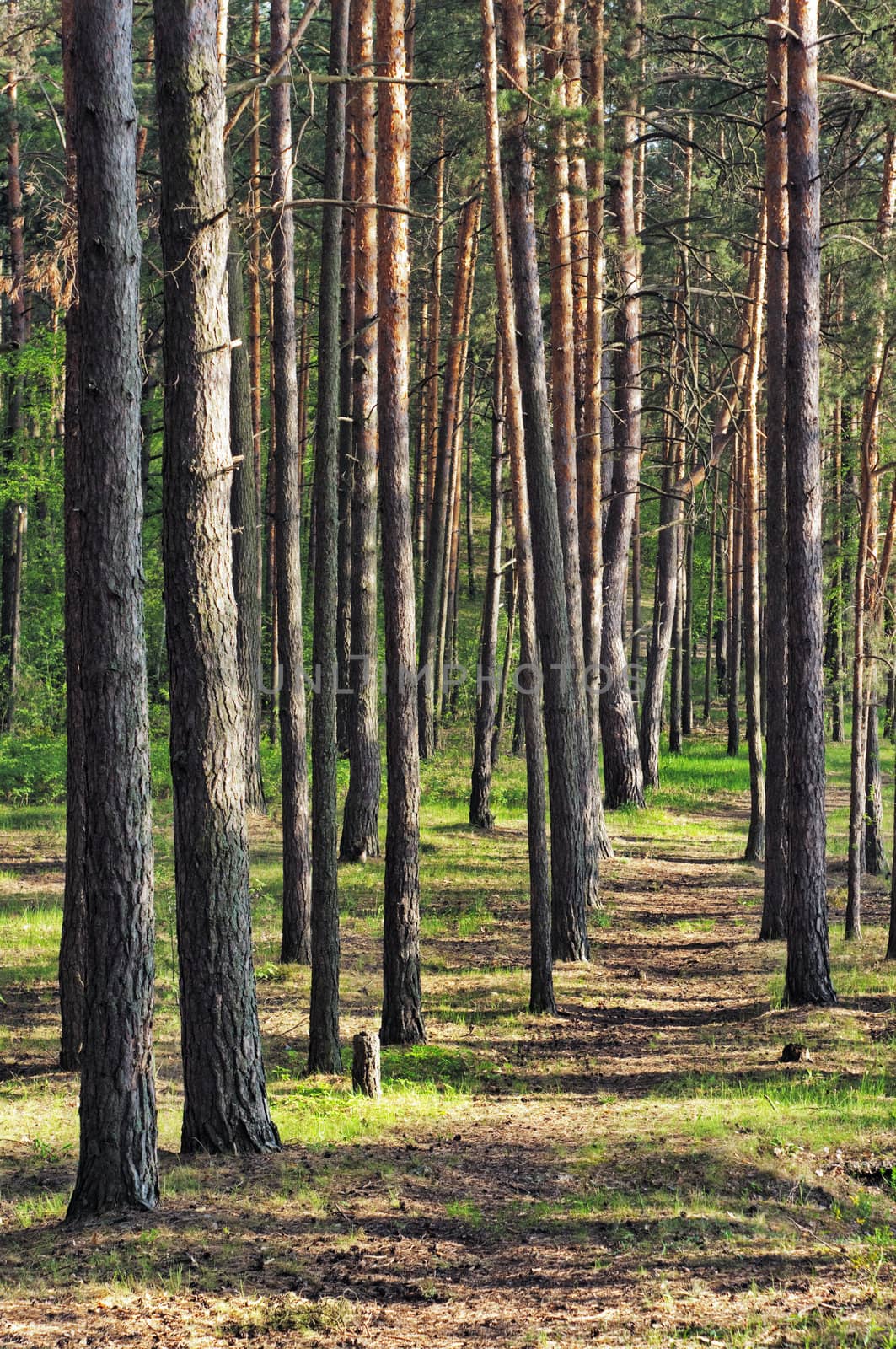 green grass path among sunlight shined pines