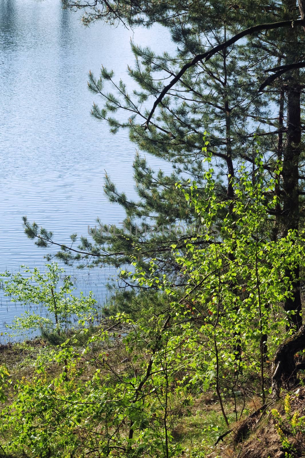 Green spring trees on the blue lake coast