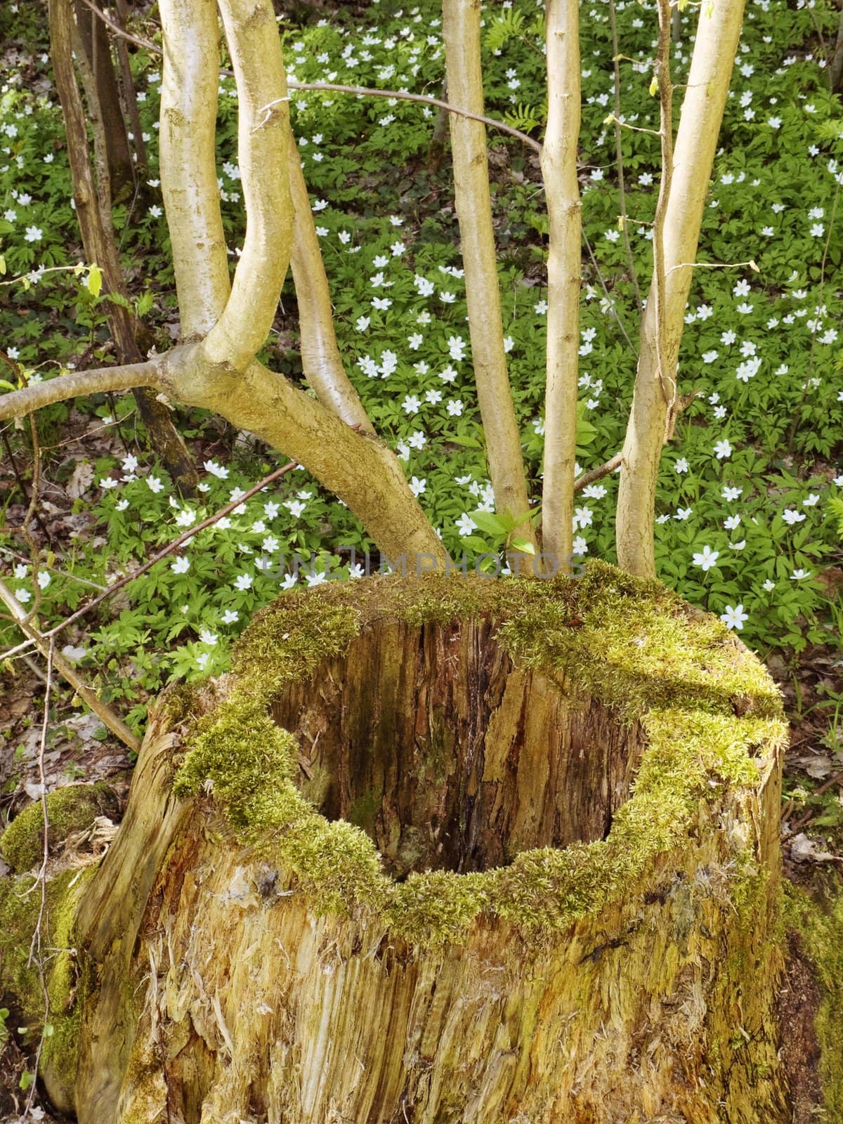 Piece of wood in spring grass and flowers