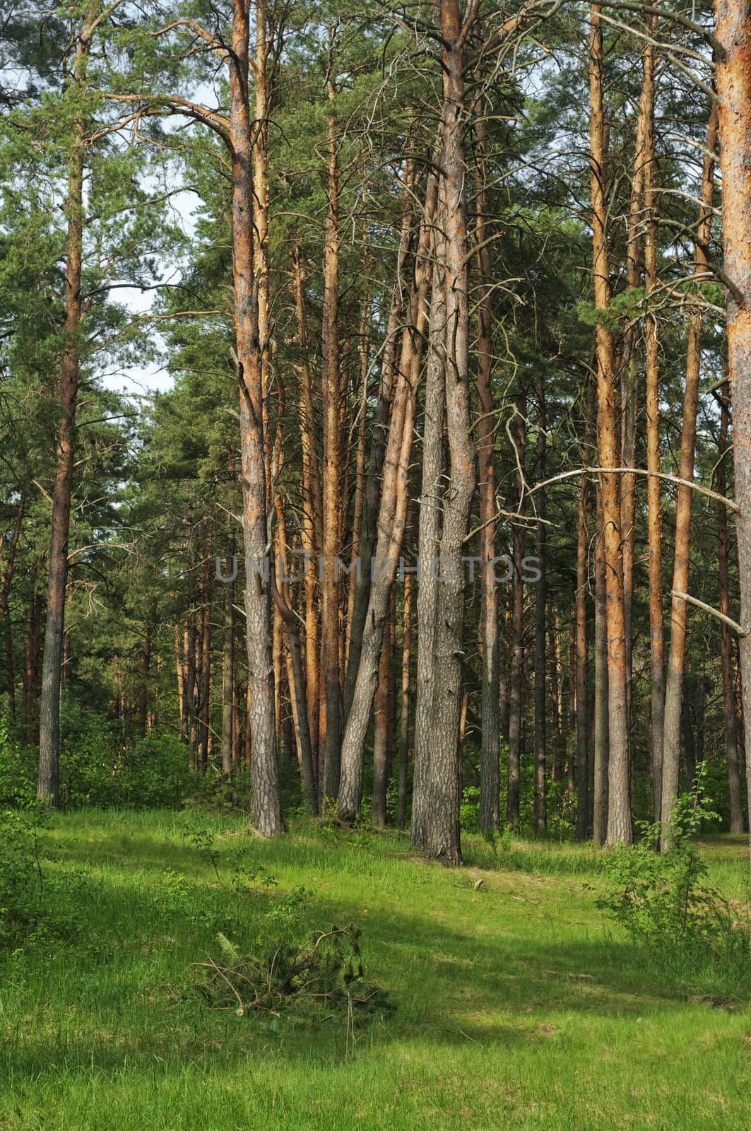 green grass meadow among sunlight shined pines