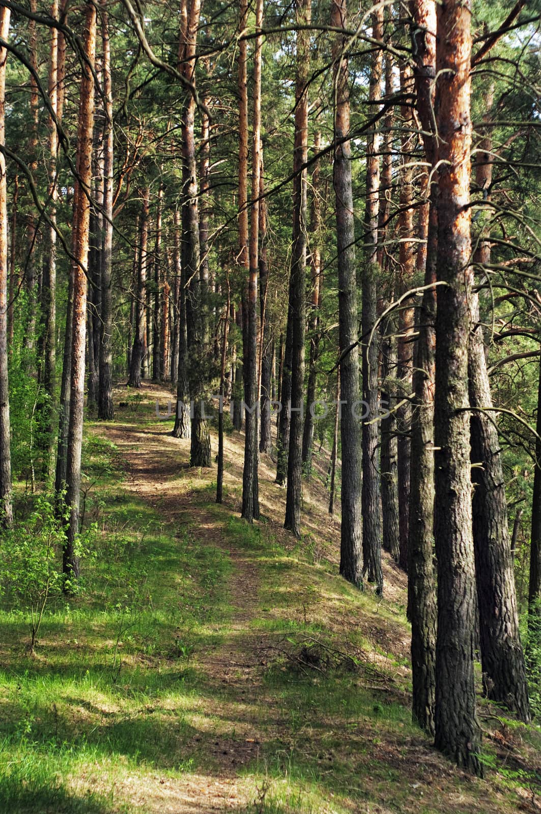 green grass path among sunlight shined pines