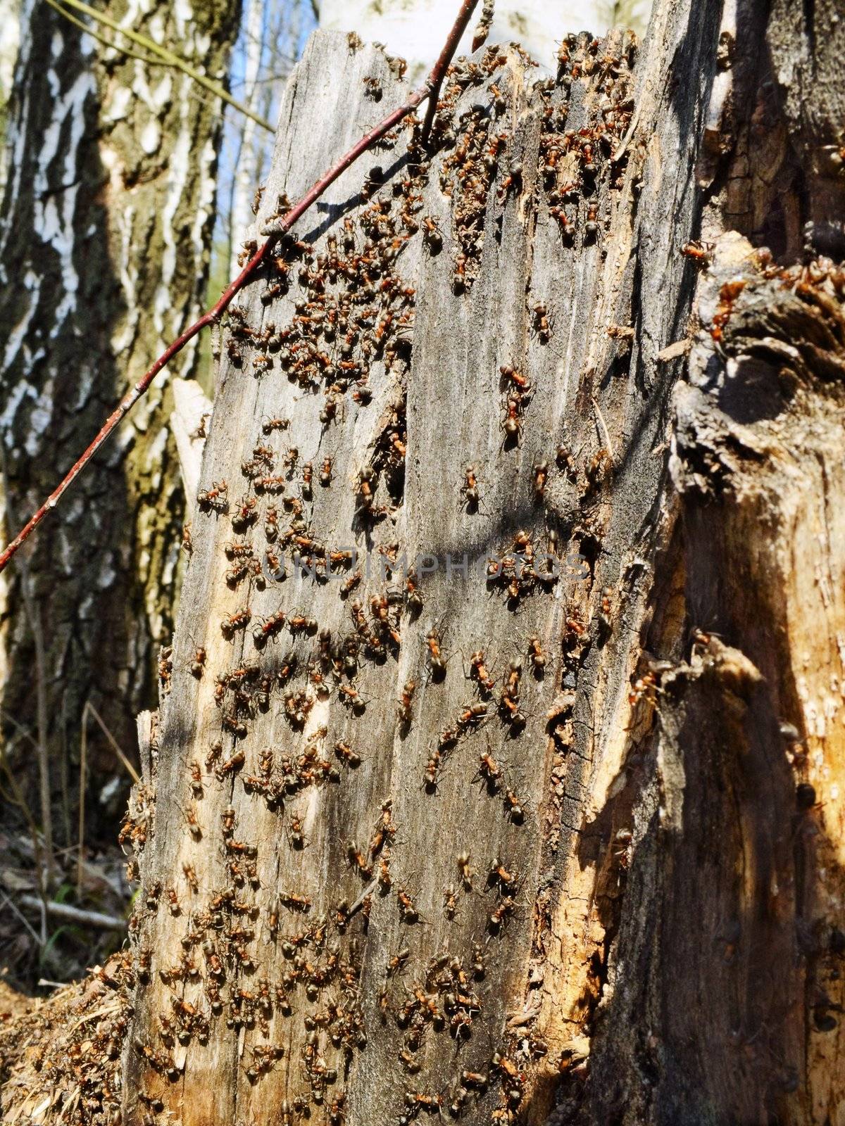 Plenty of small ants in the anthill made of the old stump