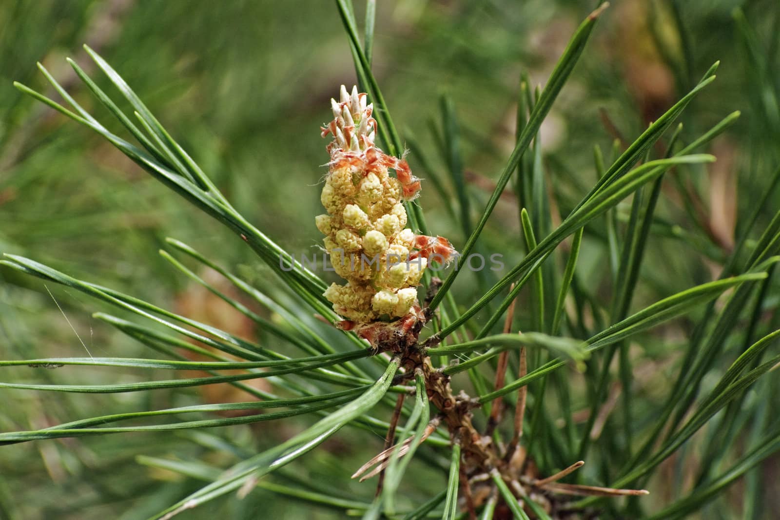 spring pine flower on prickly branch