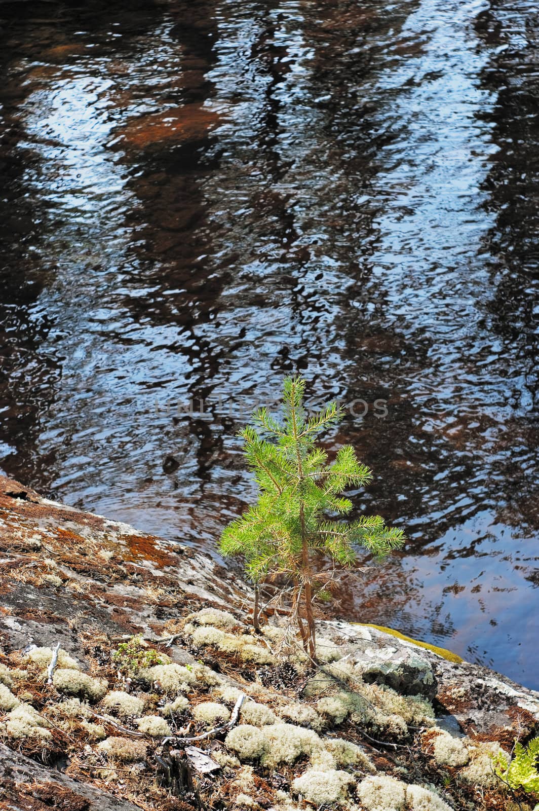 Small pine on rocky coast of lake