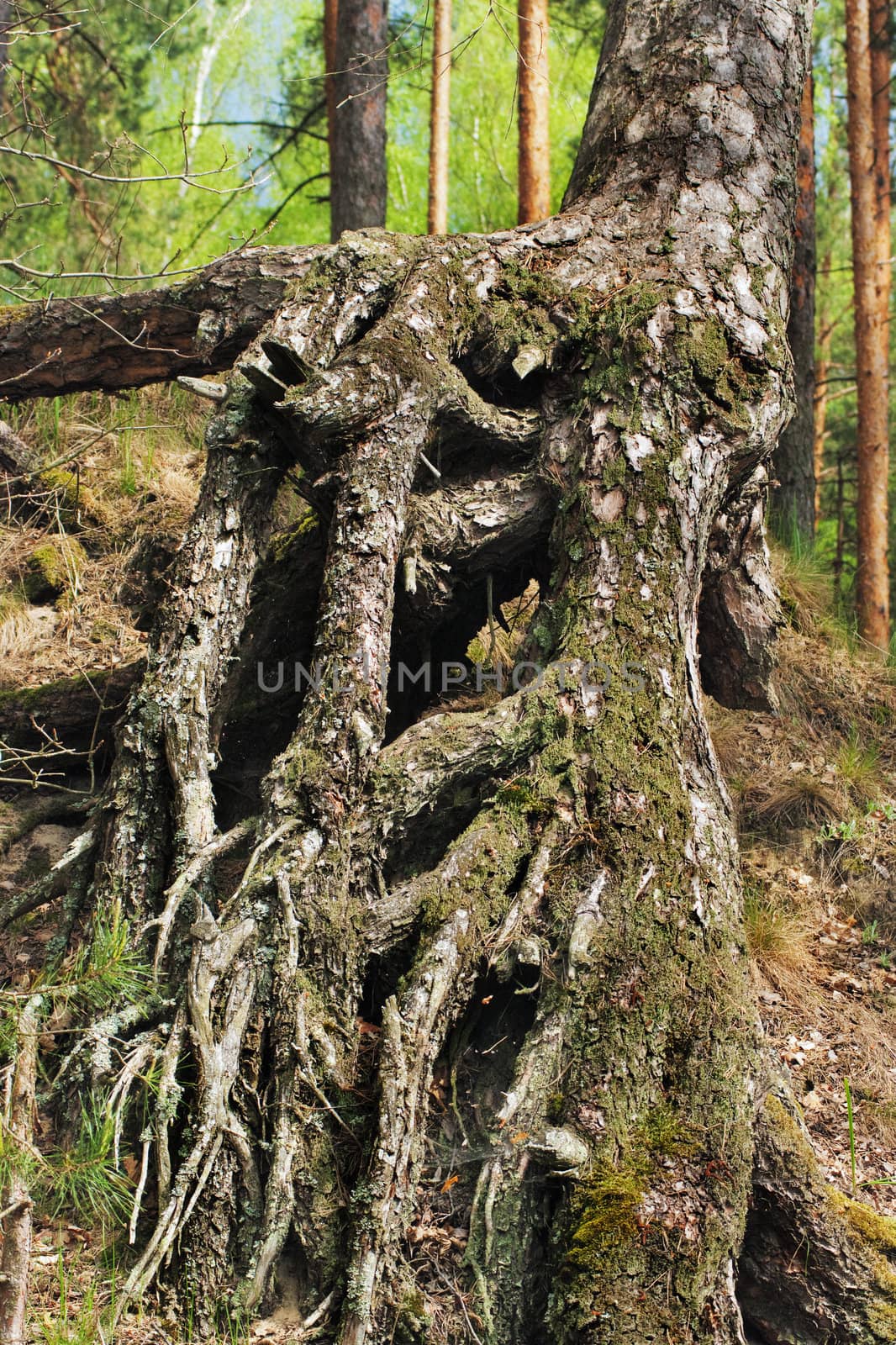Roots of old pine on sandy breakage