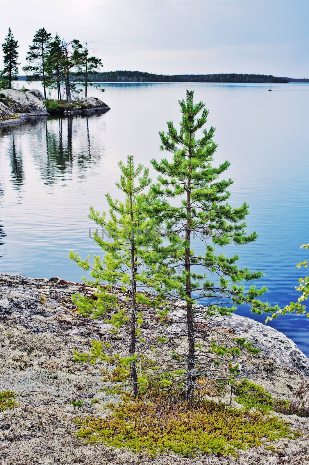 pines on rocky coast of lake