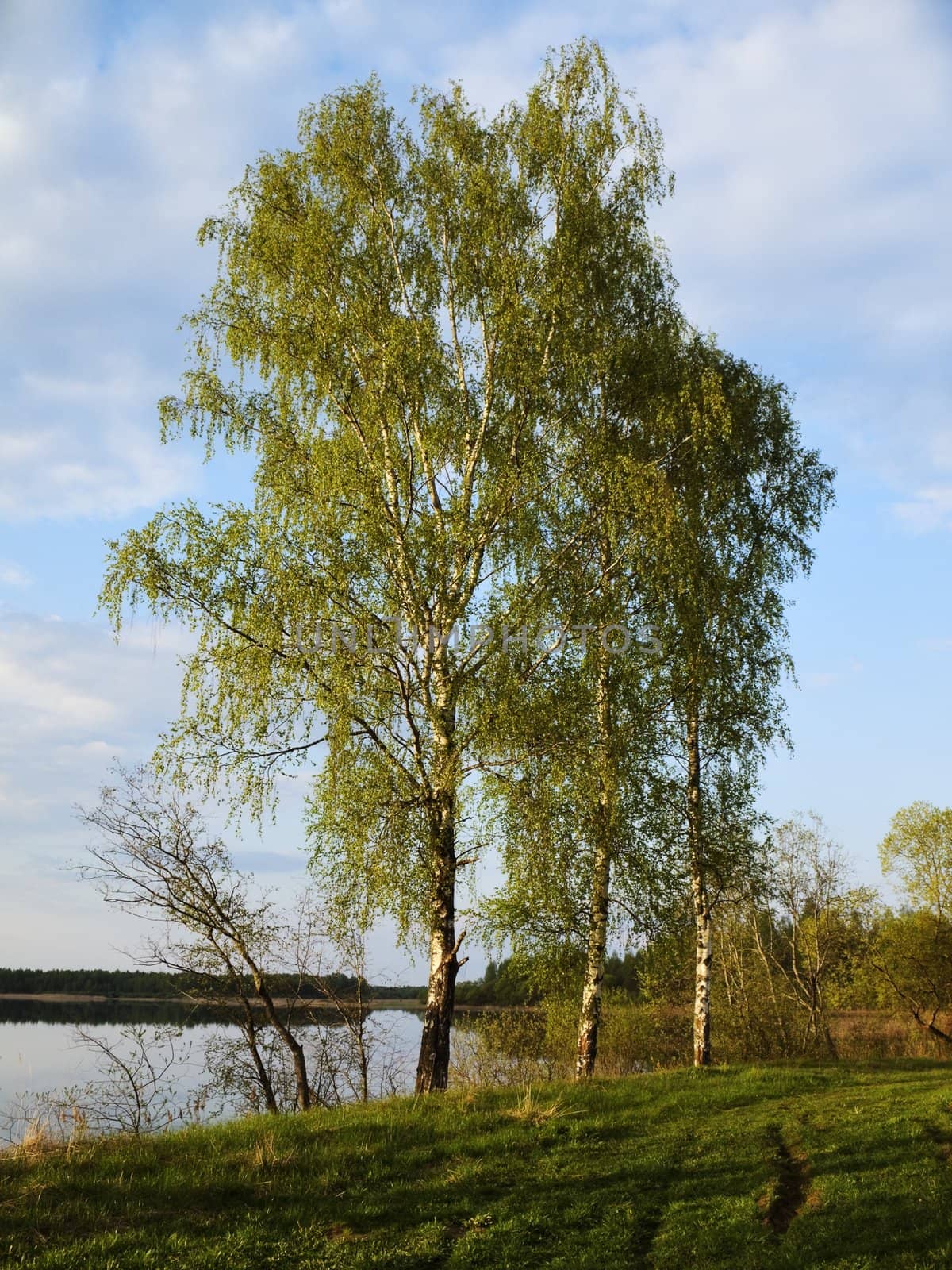 Spring birches on the coast of evening lake