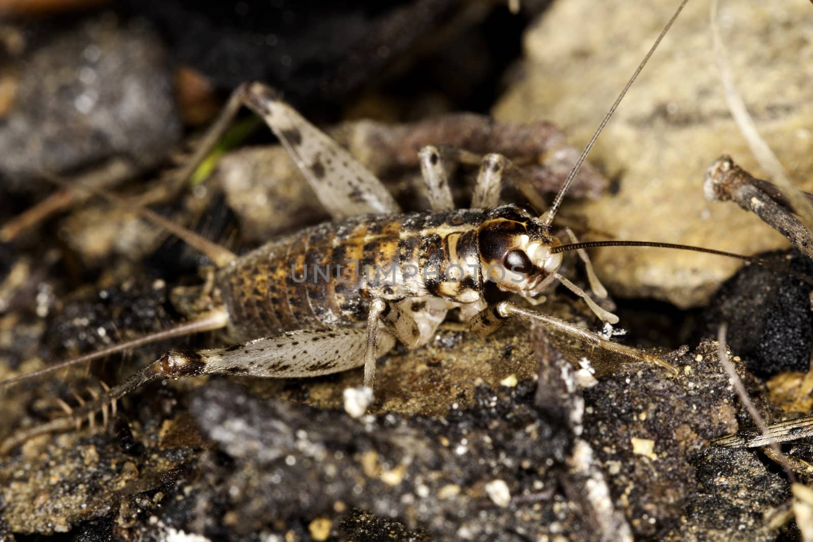 Close up view of a cricket beetle on the ground.