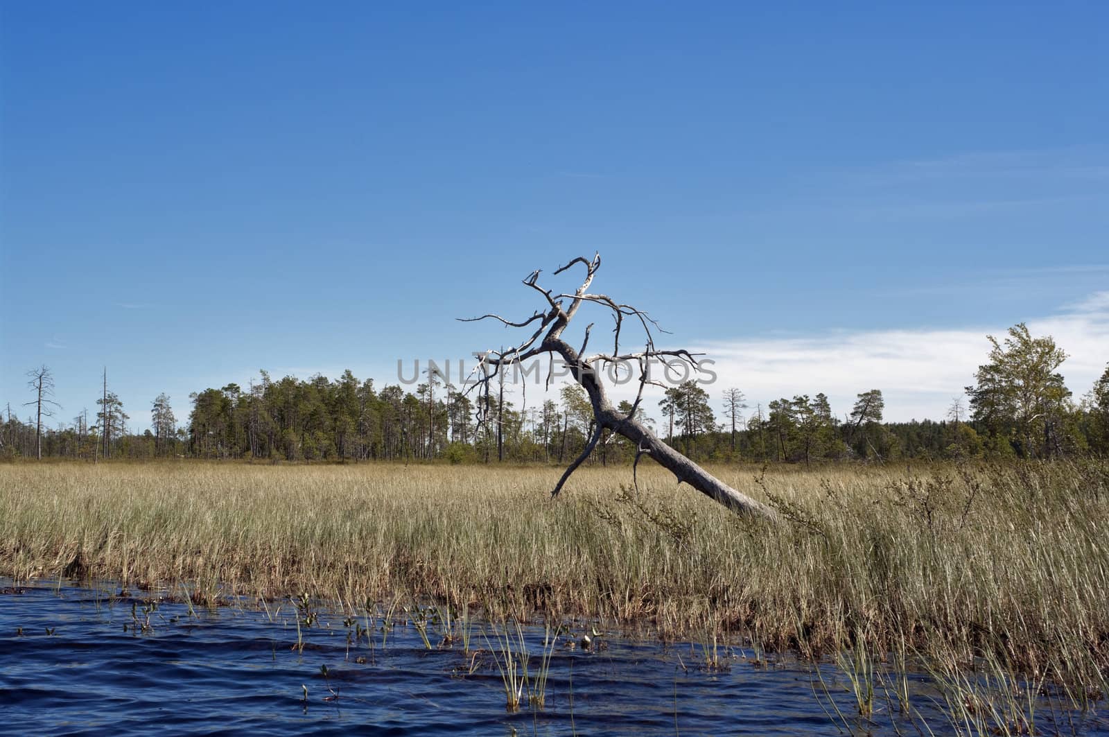 grey dry pine tree on grey-green marsh meadow near lake under blue sky
