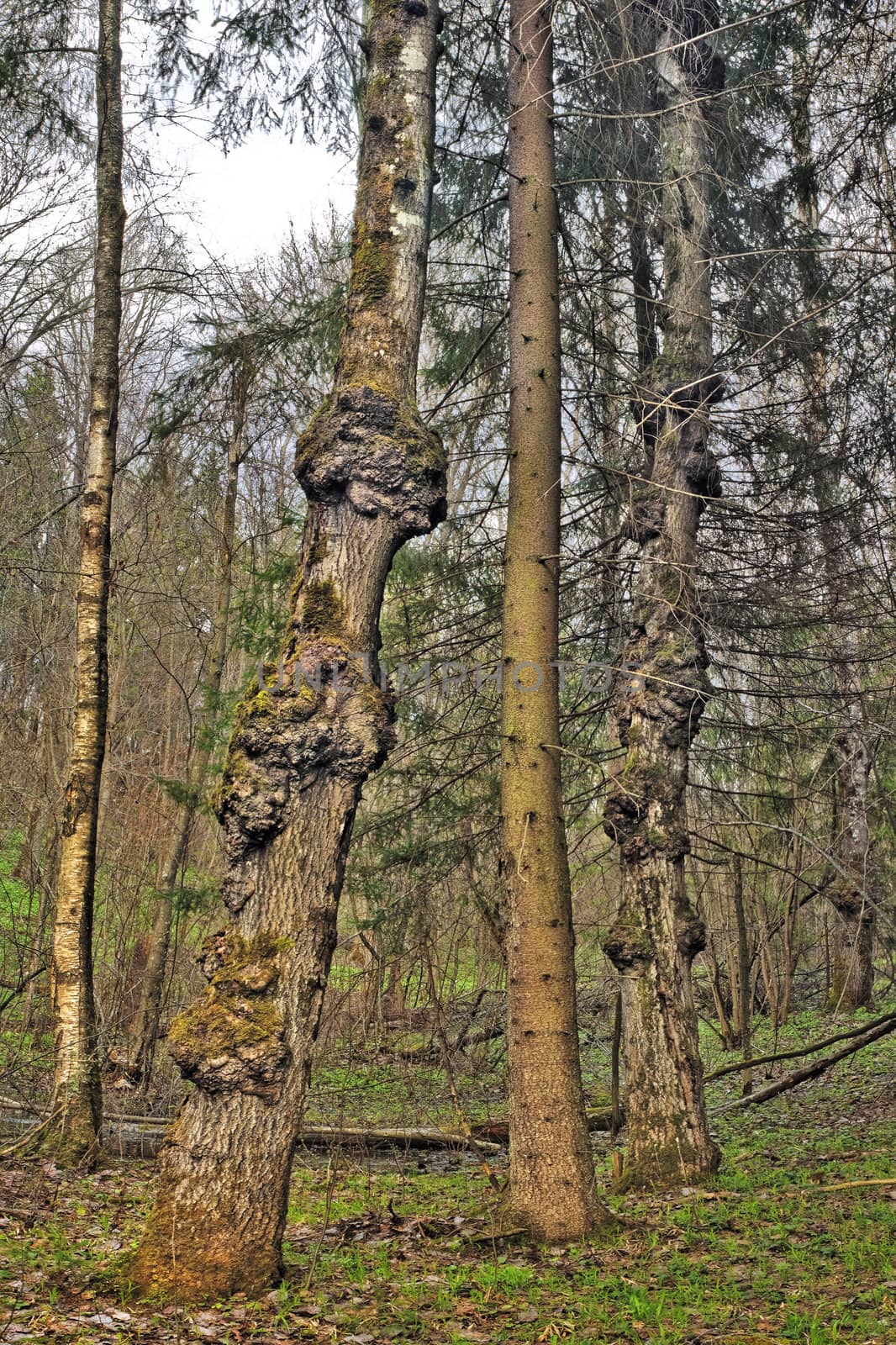 Trees with outgrowths in spring wood.
Computer processing - drawing imitation