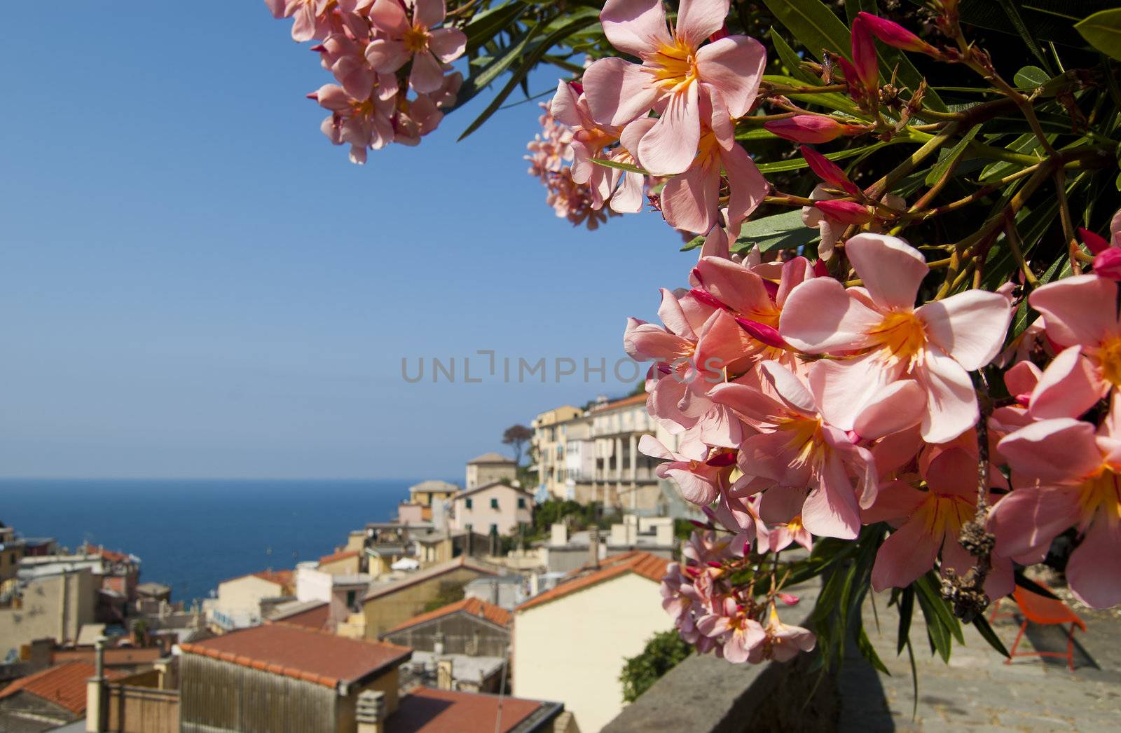 Many pink flower with city and sea in background