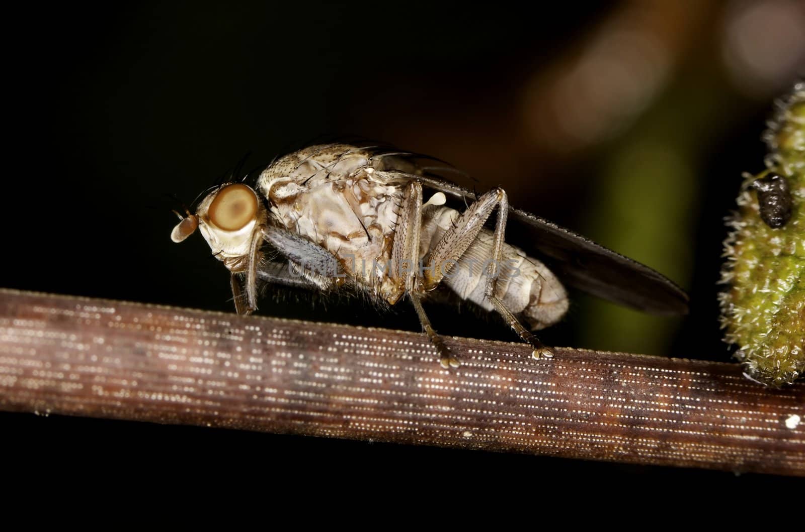 Close up view of a heleomyzid fly on a plant.