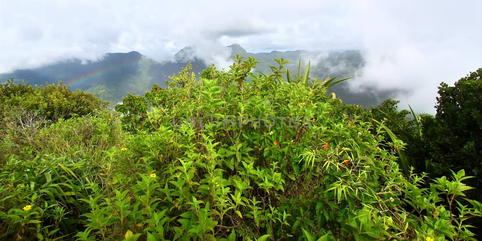 View of Saint Lucia from the cloud covered summit of the Petit Piton - Saint Lucia.