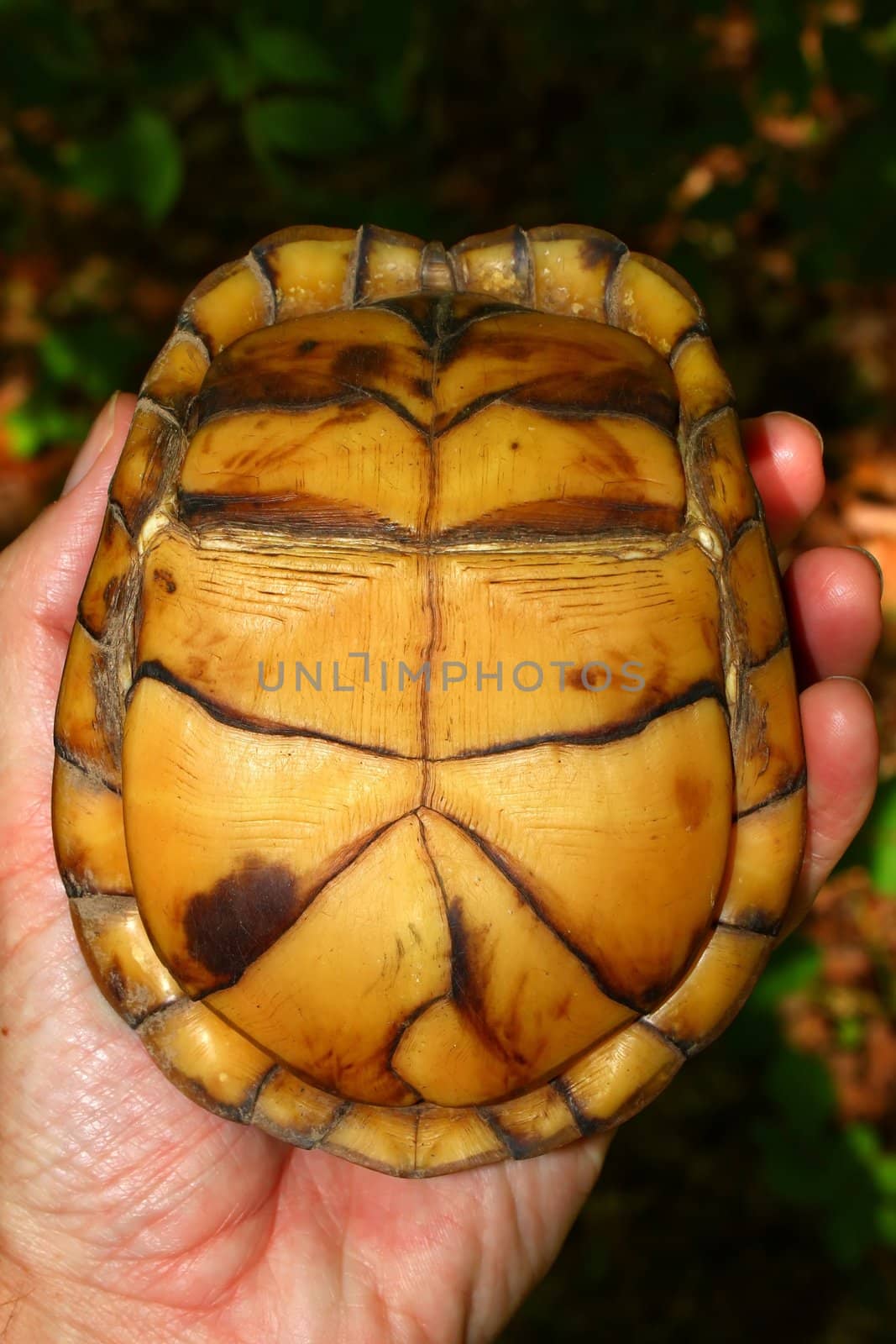 Box Turtle (Terrapene carolina) by Wirepec