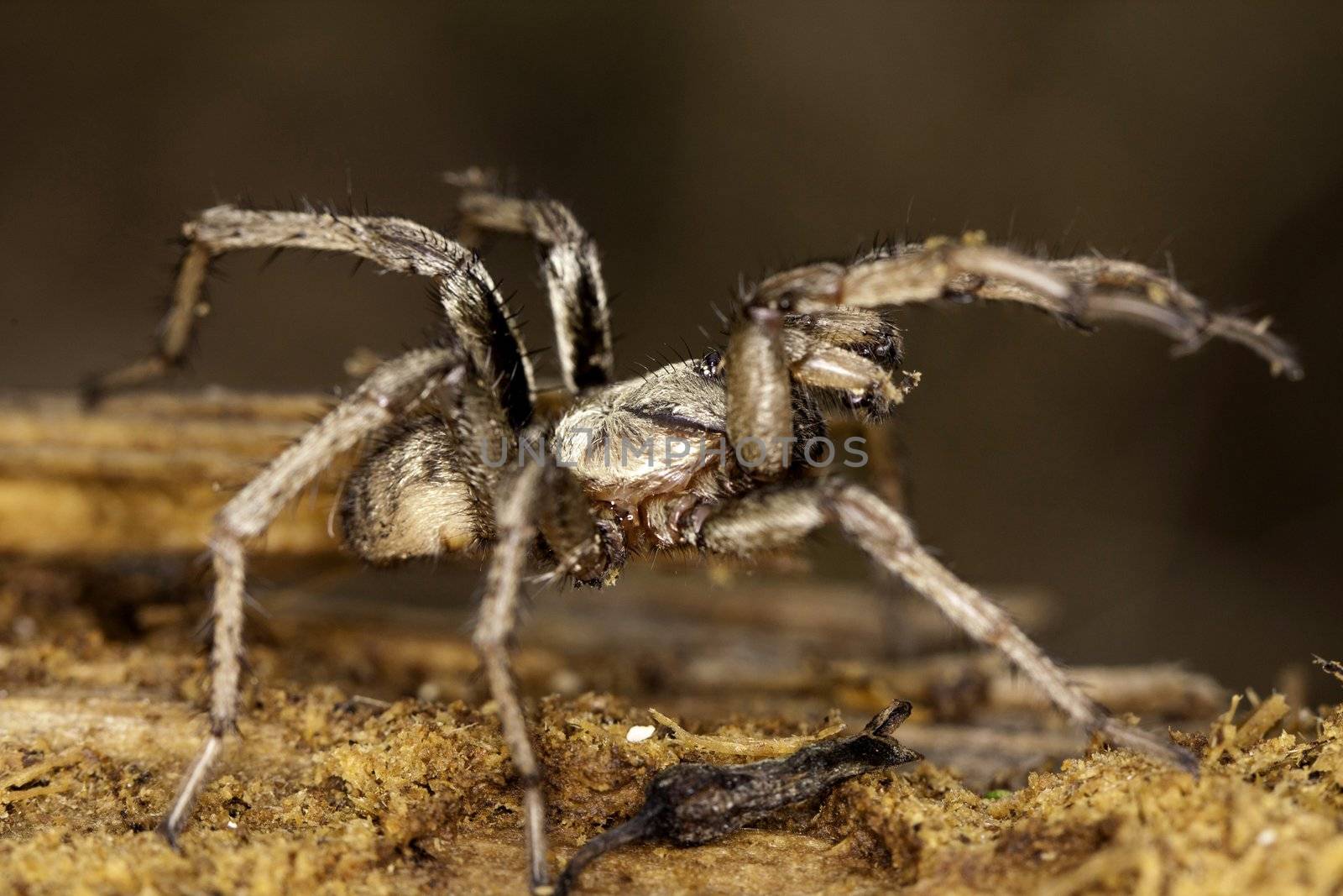 Close up view of a spider on a decaying wooden tree on the forest.