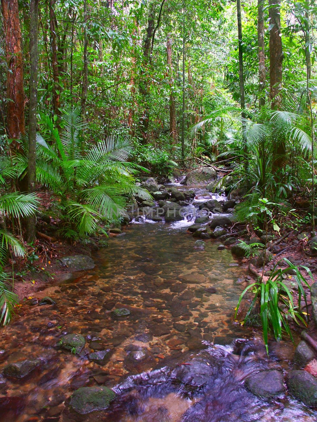 The beautiful Daintree Rainforest National Park in tropical Queensland, Australia.