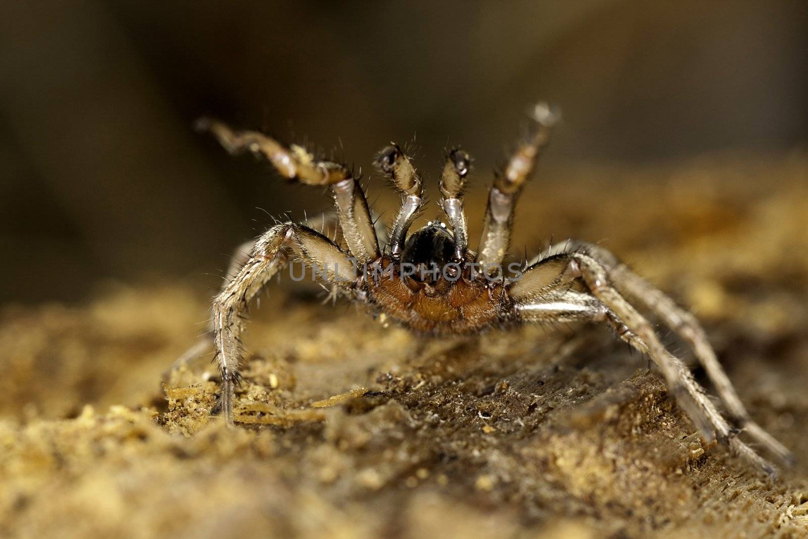 Close up view of a spider on a decaying wooden tree on the forest.