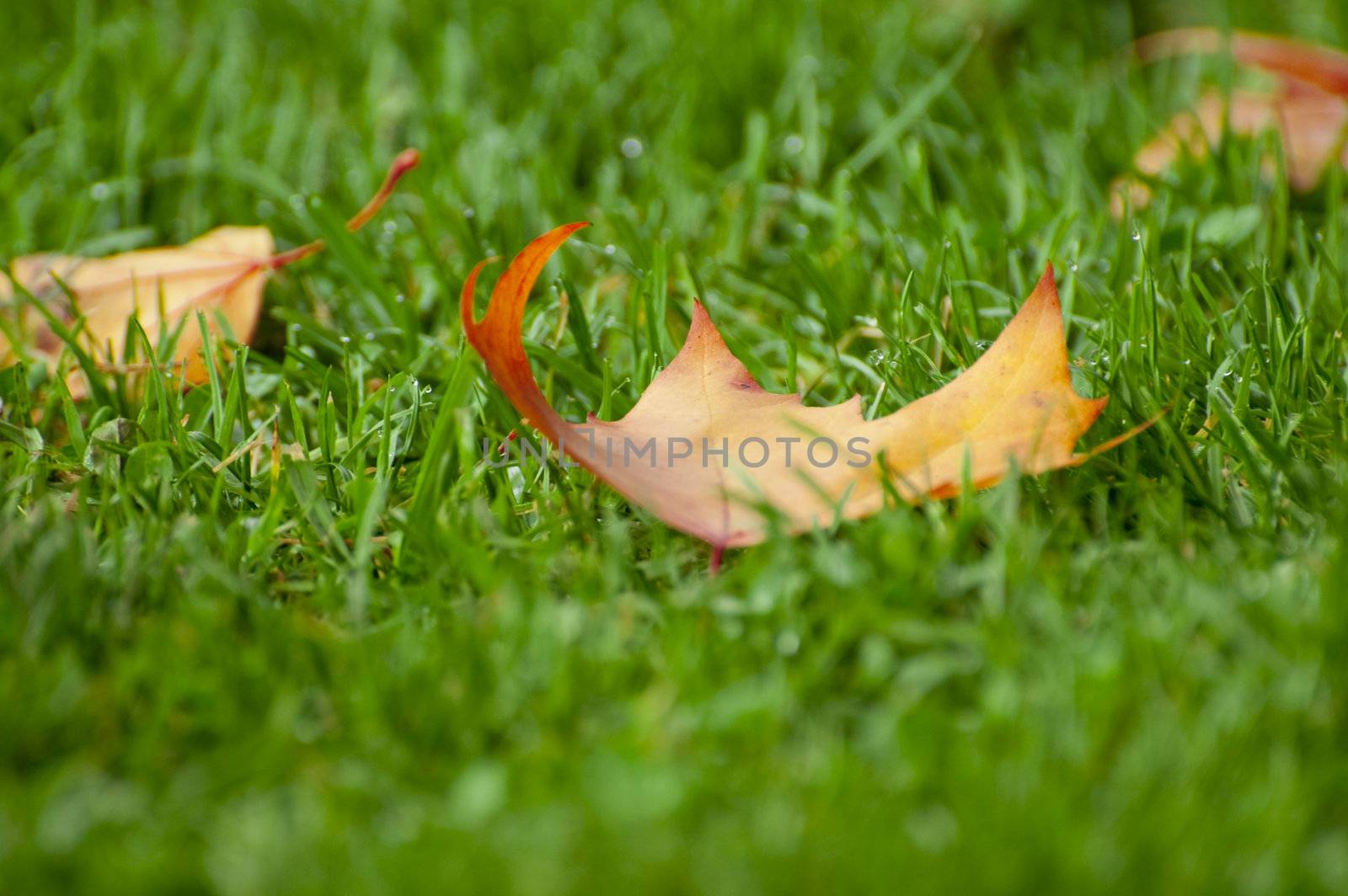 A yellow and red leave on green grass